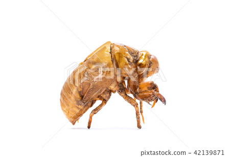 Insect life cycle Moult of Cicada Insect life cycle Moult of Cicada 42139871
