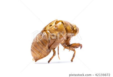 Insect life cycle Moult of Cicada Insect life cycle Moult of Cicada 42139872