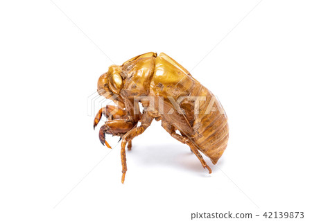 Insect life cycle Moult of Cicada 42139873