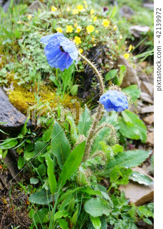 Mekonopsis Horidura 42139972