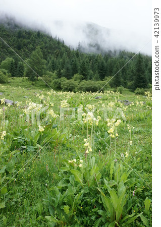Primula Sickimensis 42139973