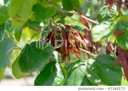 Fruit fruit (June) 42140173