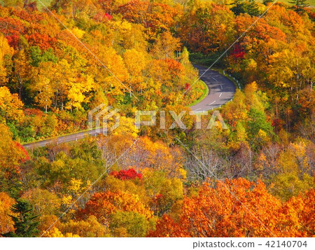 穿過秋季森林的道路 42140704