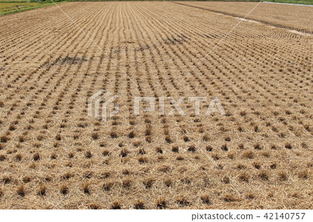 收穫後的稻田 42140757