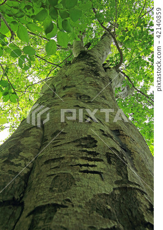 Buna's big tree - Mountain hill Fukushima ken Tadaomi cho 42140859