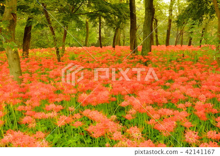 Higanki花卉森林 Higanki花卉森林 42141167