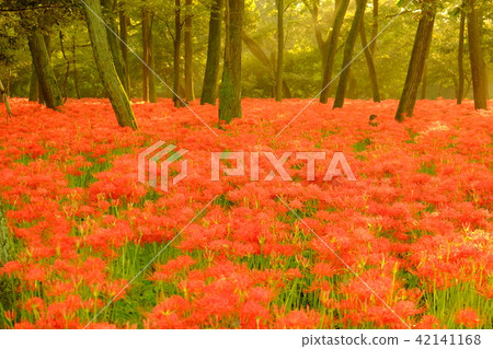 Higanki花卉森林 42141168