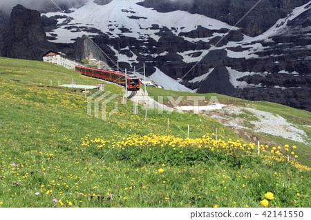 Jungfrau climbing train going flower garden 42141550