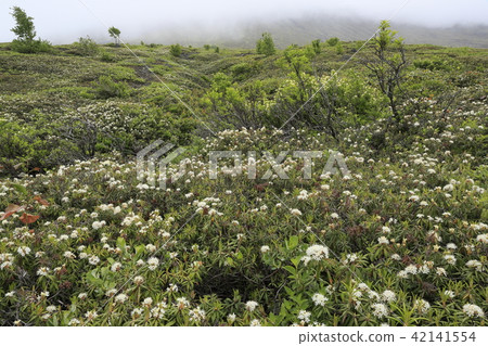A community of turmeric and horse chestnut tree of Tarumae mountain A community of turmeric and horse chestnut tree of Tarumae mountain 42141554