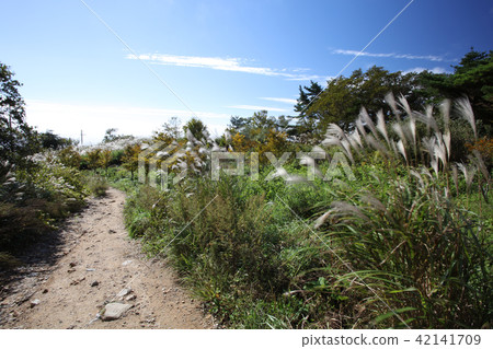 Snow leave community of Mount Rokko mountain peak (altitude 931 m) and climbing trail Snow leave community of Mount Rokko mountain peak (altitude 931 m) and climbing trail 42141709
