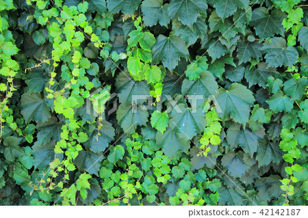 Green ivy leaves Green ivy leaves 42142187