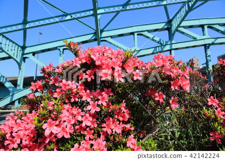 杜鵑花的花和千住橋 42142224
