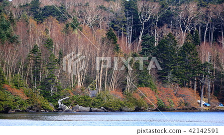 Late autumn of Shirakoma Koi 42142591