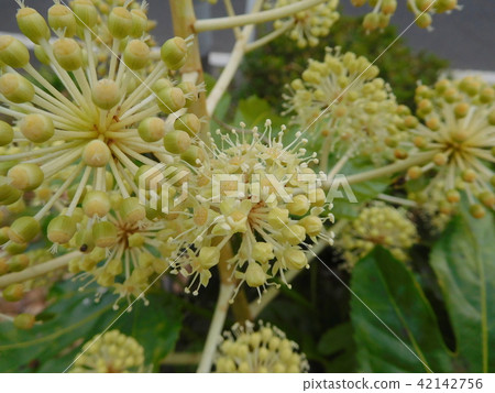 Paperplant flower Paperplant flower 42142756