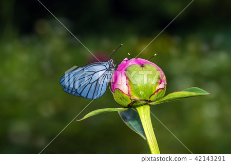 Butterfly with blue wings and a peony 42143291