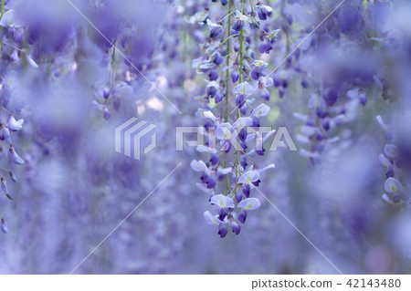 Wisteria flowers Wisteria flowers 42143480