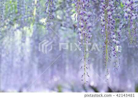  Wisteria flowers 42143481
