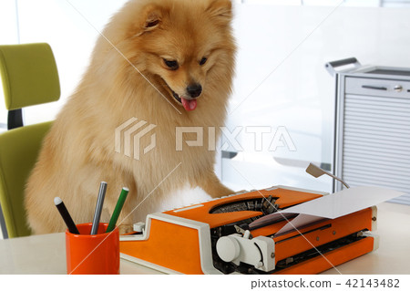 Funny Pomeranian dog typing on a typewriter 42143482