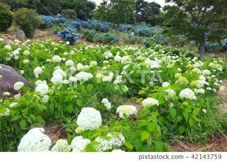 阪神最高峰，大山（Ohaya）山峰/海拔753米，大野山阿爾卑斯山的繡球花社區 42143759