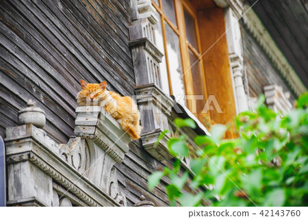 Red cat on the background of a wooden old house 42143760
