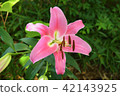 Lily flower 42143925
