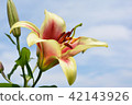 Lily flower 42143926