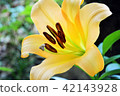 Lily flower 42143928
