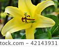 Lily flower 42143931