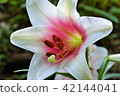 Lily flower 42144041