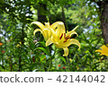 Lily of flowers 42144042