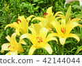 Lily flower 42144044