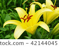 Lily flower 42144045