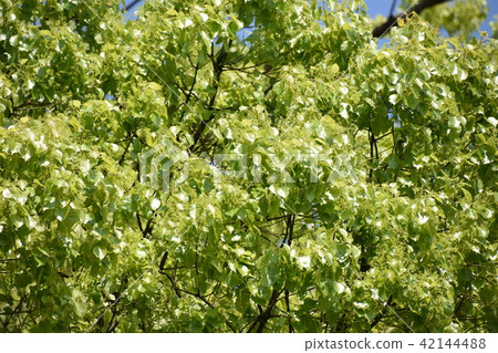 新鮮的綠色森林 42144488