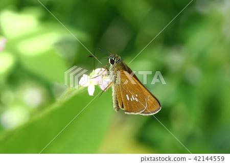 Flying turtle seseli 42144559