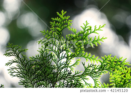 Cedar leaf through the sunlight (near Oku Musashi Tinmiyama) 42145120