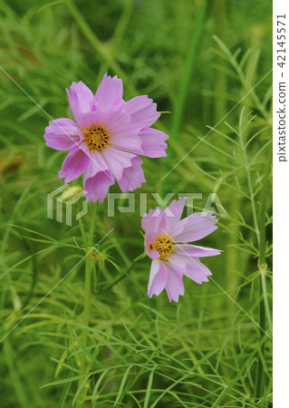 Cosmos Cosmos 42145571