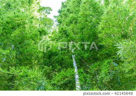 竹林 竹林 42145649