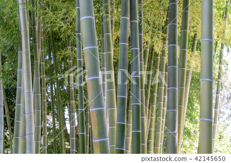 Bamboo grove Bamboo grove 42145650