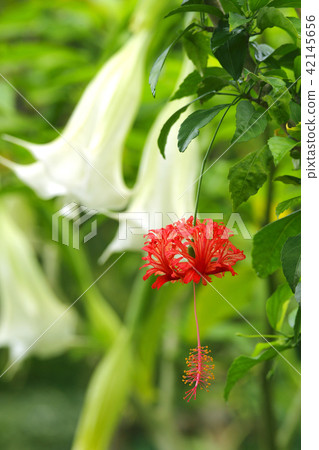 Fulinbrasso Fulinbrasso 42145656