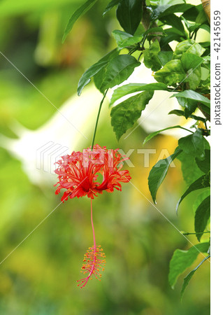 Fulinbrasso Fulinbrasso 42145659