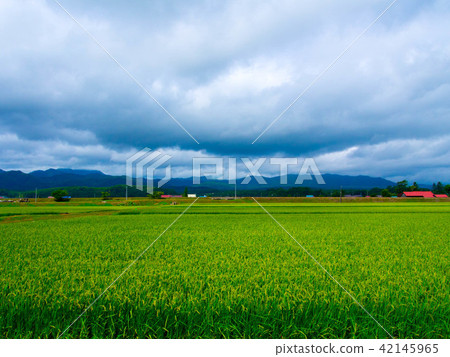 Summer Hokkaido paddy field 42145965