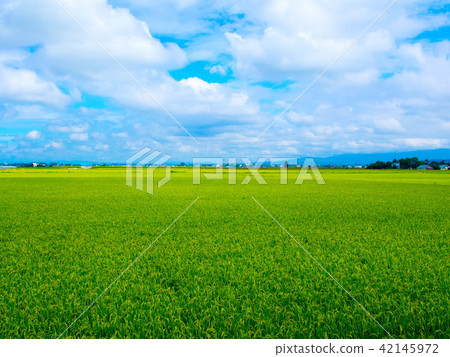 Summer Hokkaido paddy field 42145972