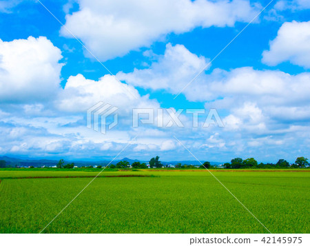 Summer Hokkaido paddy field 42145975