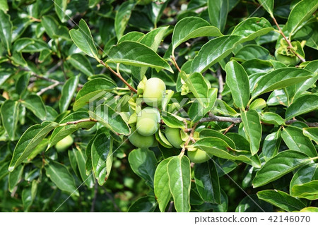 藍柿開始結果 藍柿開始結果 42146070