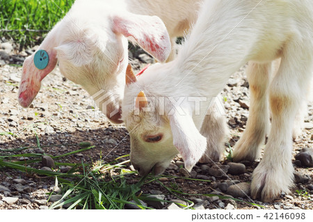 Heidi ranch farm child goat / Hokkaido Yubari-gun 42146098