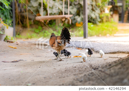 Hen with its baby chick in back garden 42146294