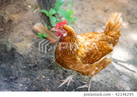 red hybrid chicken in the back garden 42146295