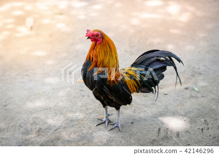 a rooster chicken as pets looking back, Rear view 42146296