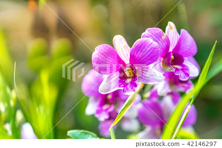 close up wild purple  orchid flowers 42146297