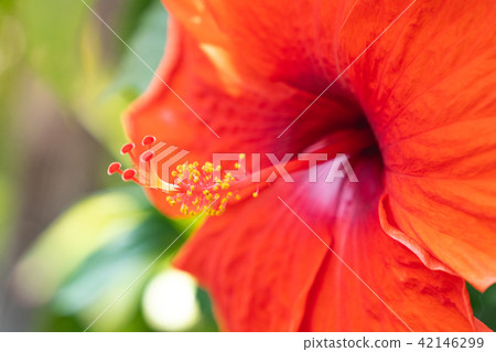pollen of red Chinese ,Hawaiian Hibiscus 42146299